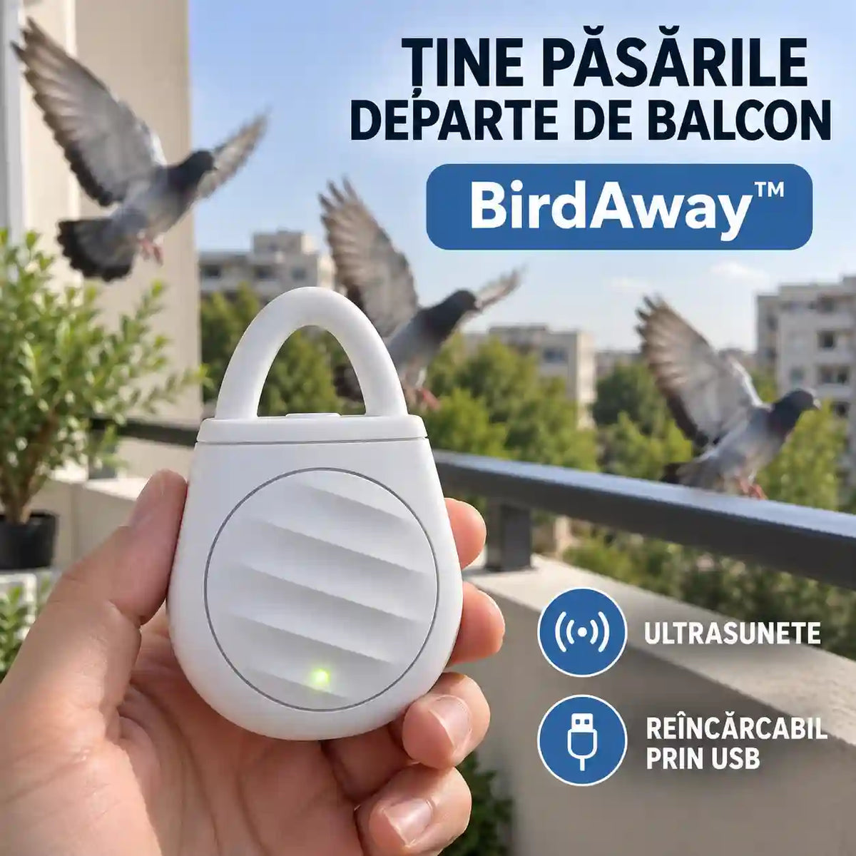birdaway-main